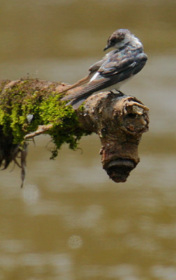 Mangrove Swallow (Tachycineta albilinea)