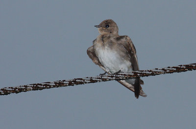 Northern Rough-winged Swallow (Stelgidopteryx serripennis) roosting