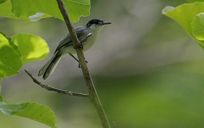 White-lored Gnatcatcher (Polioptila albiloris) male