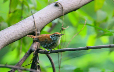 Banded Wren (Thryothorus pleurosticus)
