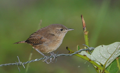 Tropical House Wren (Troglodytes aedon)