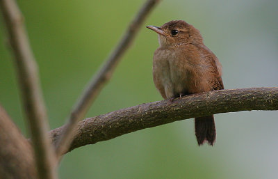 Tropical House Wren (Troglodytes aedon)