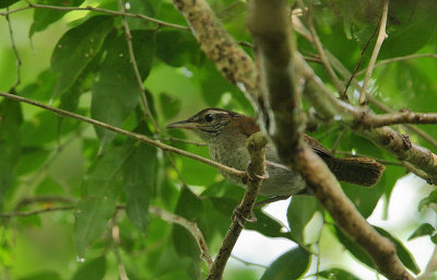 Rufous & white Wren (Thryothorus rufalbus)