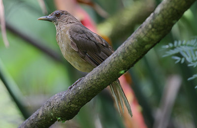Clay-coloured Robin (Turdus grayi)