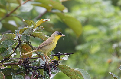 Grey-crowned Yellowthroat (Geothlypis poliocephala)