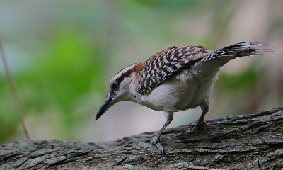 Rufous-naped Wren (Campylorhynchus rufinucha)