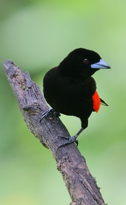 Passerinis Tanager ( Rhamphocelus passerinii) male