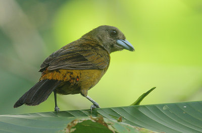 Passerinis Tanager (Rhamphocelus passerinii) female