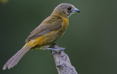 Passerinis Tanager (Rhamphocelus passerinii) female
