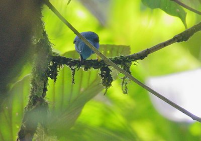 Shining Honeycreeper (Cyanerpes lucidus)