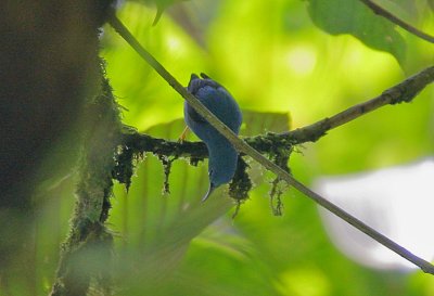 Shining Honeycreeper (Cyanerpes lucidus) male