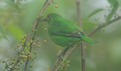 Green Honeycreeper (Chlorophanes spiza) female