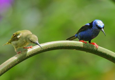 Red-legged Honeycreeper (Cyanerpes cyaneus) pair