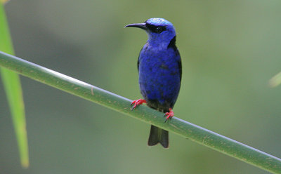 Red-legged Honeycreeper (Cyanerpes cyaneus) male