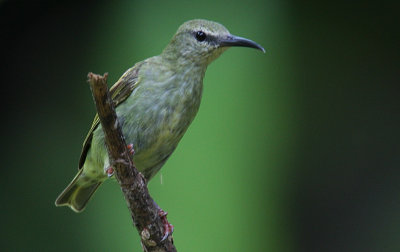 Red-legged Honeycreeper (Cyanerpes cyaneus) female