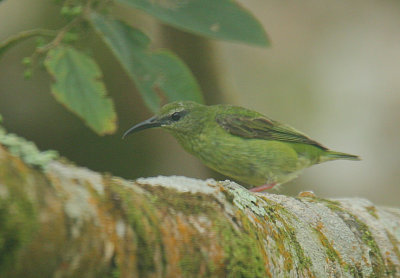 Red-legged Honeycreeper (Cyanerpes cyaneus) female