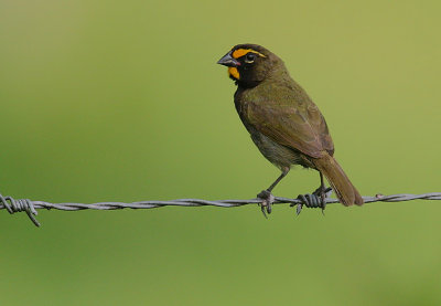 Yellow-faced Grassquit (Tiaris olivaceus) male