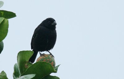 Variable Seedeater (Sporophila americana) Caribbean race male