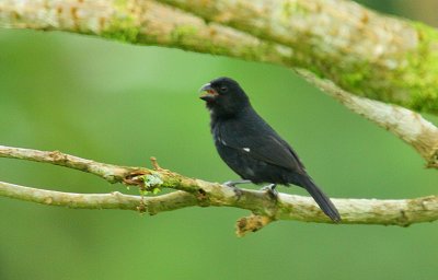 Variable Seedeater (Sporophila americana) male Caribbean race