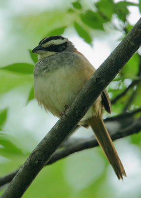 Stripe-headed Sparrow (Aimophila ruficauda)