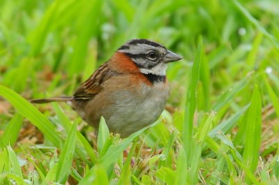 Rufous-collared Sparrow (Zonotrichia capensis)