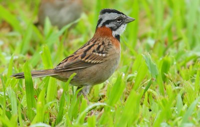 Rufous-collared Sparrow (Zonotrichia capensis)