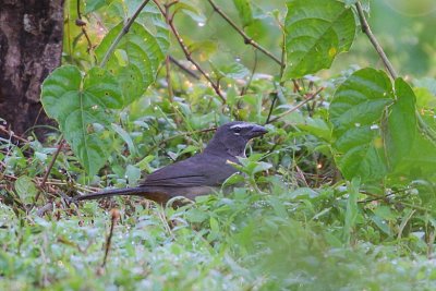 Grayish Saltator (Saltator coerulescens)