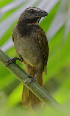 Buff-throated Saltator (Saltator maximus)