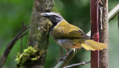 Buff-throated Saltator (Saltator maximus)