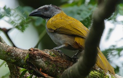 Black-headed Saltator (Saltator atriceps)