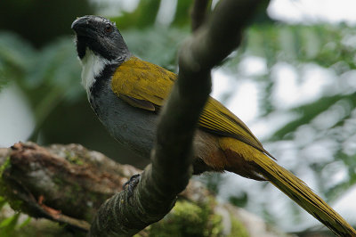 Black-headed Saltator (Saltator atriceps)