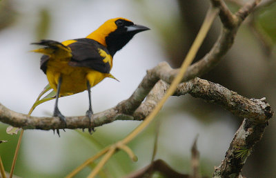 Yellow-tailed Oriole (Icterus mesomelas)