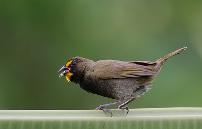 Yellow-faced Grassquit (Tiaris olivaceus) male