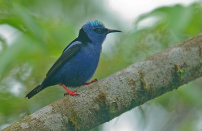 Red-legged Honeycreeper (Cyanerpes cyaneus) male