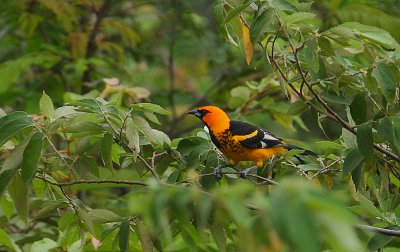 Spot-breasted Oriole (Icterus pectoralis)