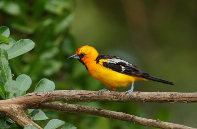 Streak-backed Oriole (Icterus pustulatus)