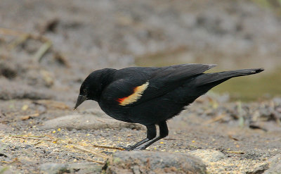 Red-winged Blackbird (Agelaius phoeniceus) male