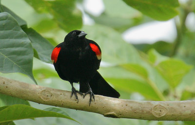 Red-winged Blackbird (Agelaius phoeniceus) male