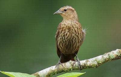 Red-winged Blackbird (Agelaius phoeniceus) female