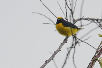 Scrub Euphonia (Euphonia affinis) male
