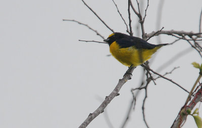 Scrub Euphonia (Euphonia affinis) male