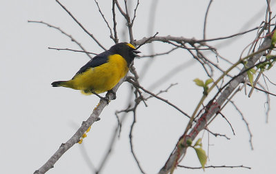 Scrub Euphonia (Euphonia affinis) male singing