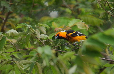 Spot-breasted Oriole (Icterus pectoralis)