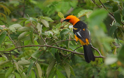 Spot-breasted Oriole (Icterus pectoralis)