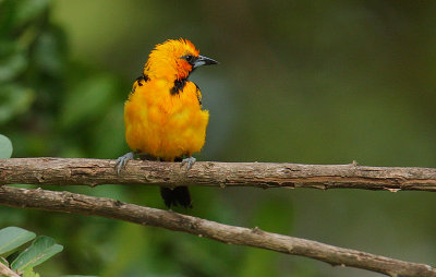 Streak-backed Oriole (Icterus pustulatus)