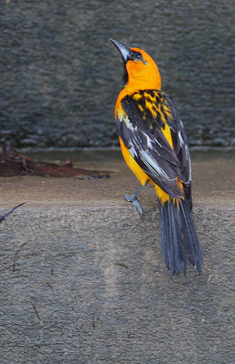Streak-backed Oriole (Icterus pustulatus)