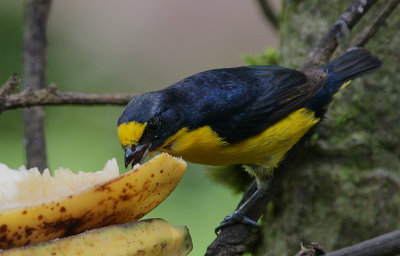 Yellow-throated Euphonia (Euphonia hirundinacea) male