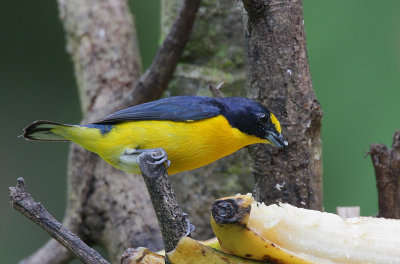 Yellow-throated Euphonia (Euphonia hirundinacea) male