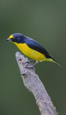 Yellow-throated Euphonia (Euphonia hirundinacea) male