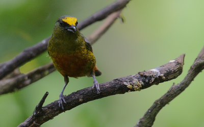 Olive-backed Euphonia (Euphonia gouldi) male